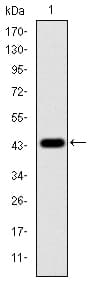 MAPK3 / ERK1 Antibody (clone 1E5)