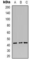 Requiem / DPF2 Antibody (Internal)