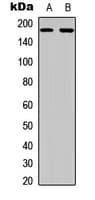 EGFR Antibody (C-Terminus)