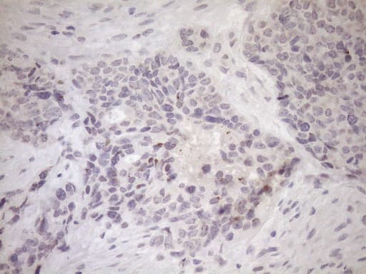 UBP1 Antibody (aa47-269, clone OTI9G7, Carrier-free)