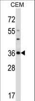 CDK3 Antibody (aa249-277)