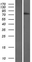 TGM7 / Transglutaminase 7 Protein (Over-Expression Lysate Myc-DDK (Flag))