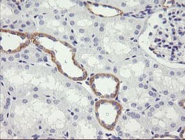 NDOR1 Antibody (clone OTI2G4)