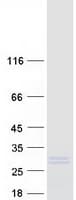 Human LITAF Protein (Recombinant Myc-DDK (Flag))