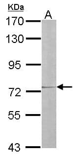 IL17RD Antibody