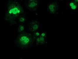 SAMHD1 Antibody (clone OTI2B5)