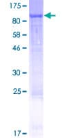 Human WFIKKN2 / GASP-1 Protein (Recombinant GST)