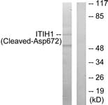ITIH1 Antibody (aa623-672)