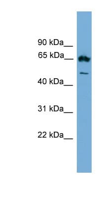 EBF4 Antibody (aa453-503)