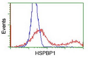 HSPBP1 Antibody (clone OTI1F3)