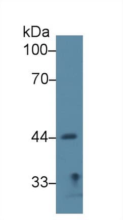 SIRT7 / Sirtuin 7 Antibody (aa135-274, APC)