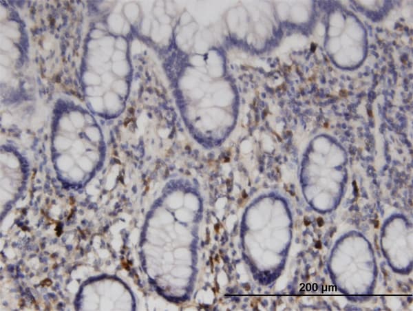 NME6 Antibody (clone 2A10)