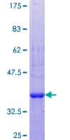 Human COLEC10 Protein (Recombinant GST, N-terminus)