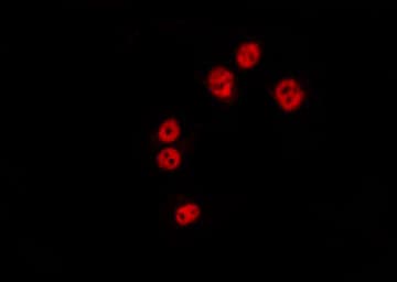 NOL10 Antibody