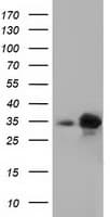 PECR Antibody (clone OTI1C9)