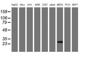 RBPMS / Hermes Antibody (clone OTI2C3, Carrier-free)
