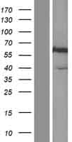 Human SPP1 / Osteopontin Protein (Over-Expression Lysate Myc-DDK (Flag))