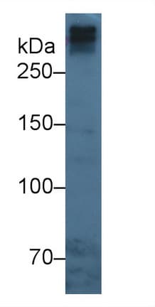 APOB / Apolipoprotein B Antibody (HRP)