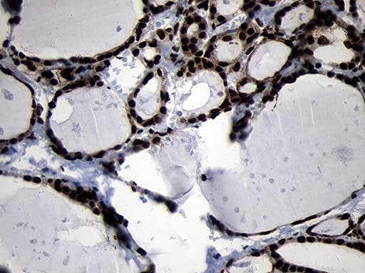 HOXC4 Antibody (clone OTI2D5, Carrier-free)