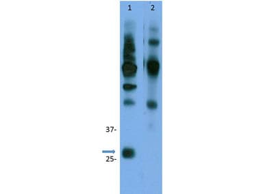 Polyclonal Rabbit anti-Mouse CCND3 / Cyclin D3 Antibody (C-Terminus, IHC, WB)