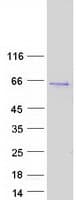 Human PTGER4 / EP4 Protein (Recombinant Myc-DDK (Flag))