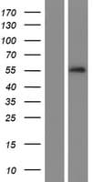 SERPINA10 / PZI Protein (Over-Expression Lysate Myc-DDK (Flag))