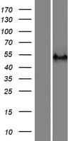 RASGEF1C Protein (Over-Expression Lysate Myc-DDK (Flag))