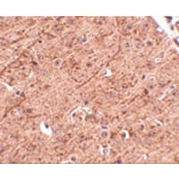 LASS5 Antibody