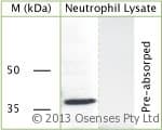 Polyclonal Rabbit anti-Rat GAPDH Antibody (C-Terminus, WB)