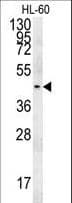 FRA9F Antibody (aa214-242)