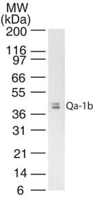 Qa-1b Antibody (clone 6A8.6F10.1A6)
