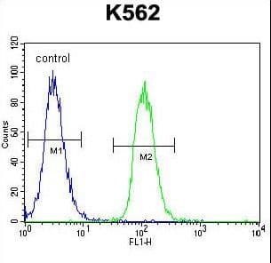 MITF Antibody (aa1-28)