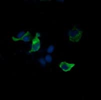 SYP / Synaptophysin Antibody (clone OTI1G6)