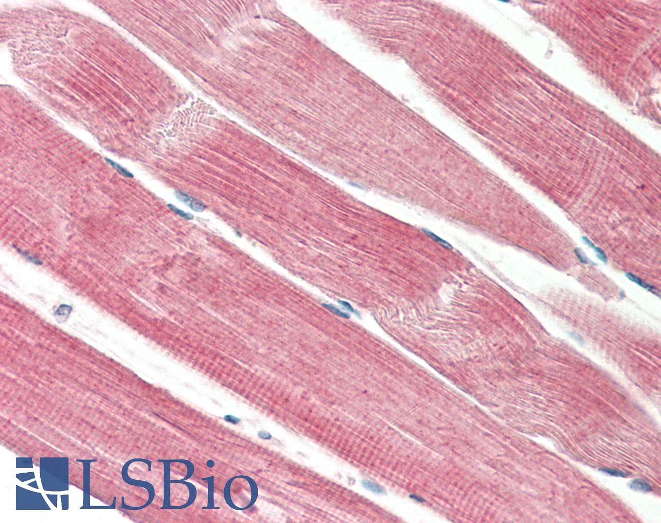 IHC-plus™ THNSL2 Antibody (aa82-94)