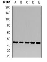 Monoclonal Mouse anti-Human ACTB / Beta Actin Antibody (IHC, IF, WB)