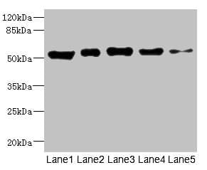 GIPR / GIP Receptor Antibody