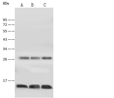 HIST1H3A Antibody (Preservative Free)