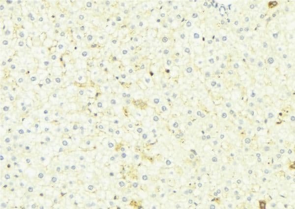 POFUT1 Antibody