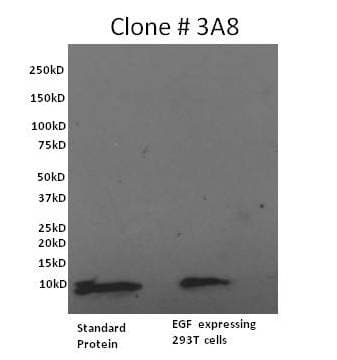 EGF Antibody (clone 3A8, Biotin)