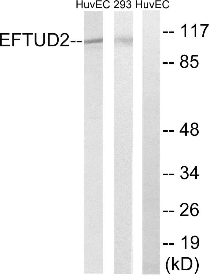 Polyclonal Rabbit anti-Human EFTUD2 Antibody (IHC, WB)