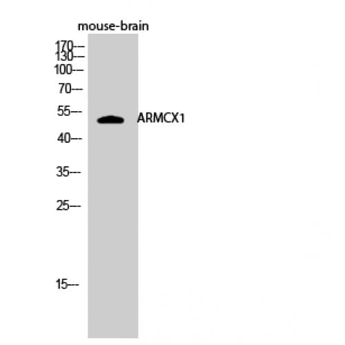 Polyclonal Rabbit anti-Human ARMCX1 Antibody (10-90 aa, N-terminal, IHC, IF, WB)