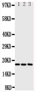 I-309 / CCL1 Antibody (aa80-96)