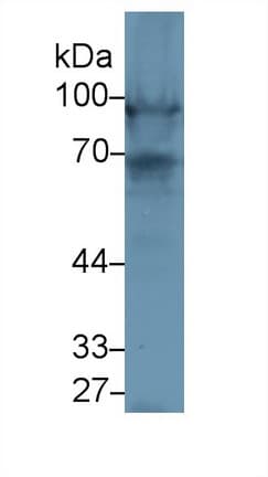 NEXN / Nexilin Antibody (aa214-455, PE)