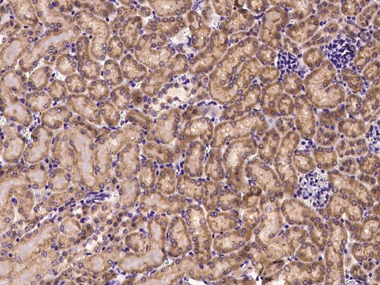 CXCL9 / MIG Antibody (aa22-126)