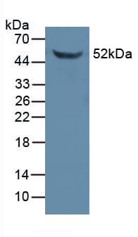FKBP5 / FKBP51 Antibody (aa2-456, Cy3)