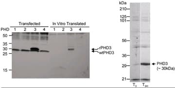 Polyclonal Rabbit anti-Human EGLN3 / PHD3 Antibody (Internal, WB)