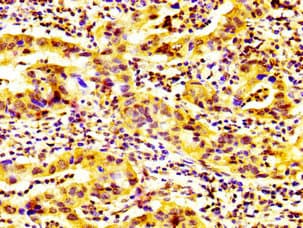 GP6 / GPVI Antibody