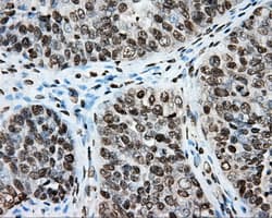 CYP1A2 Antibody (clone OTI6E2, Carrier-free)