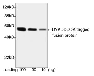 DYKDDDDK Tag Antibody