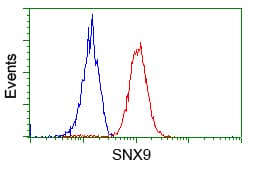 Monoclonal Mouse anti-Human SNX9 / WISP Antibody (clone OTI2B5, IHC, IF, WB)